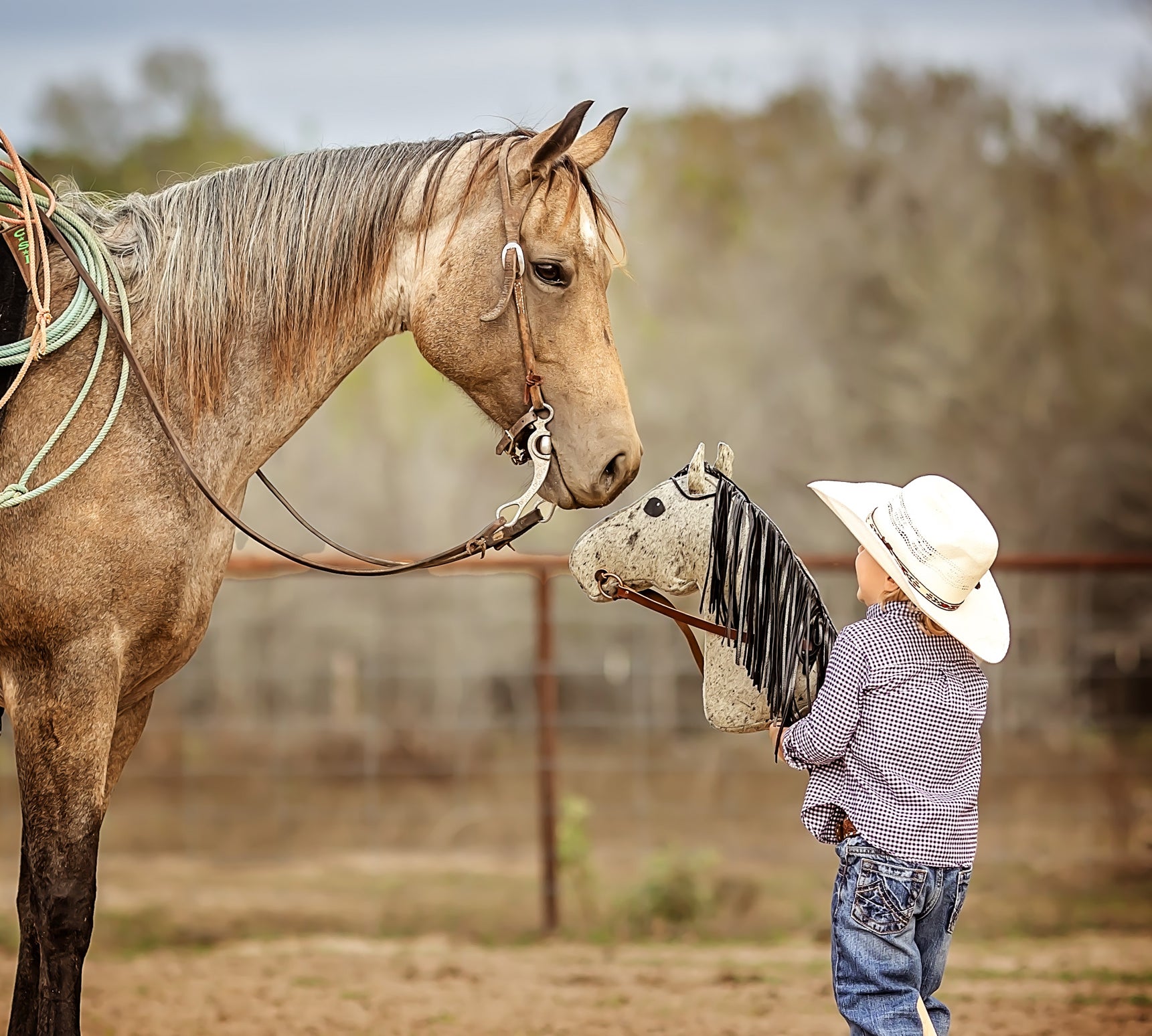 Custom Cow Pony + Made to Order